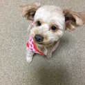 チワプーです。お願いします！
