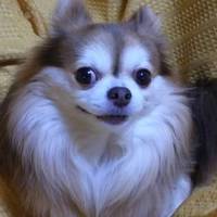 ギズモ