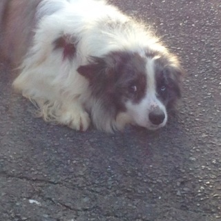 急な引越しの為