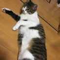 引越しの為