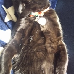 「ジジ 2ヶ月 28日」サムネイル1