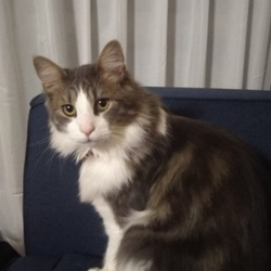 「ジジ 2ヶ月 28日」サムネイル2