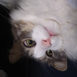 「ジジ 2ヶ月 28日」サムネイル3