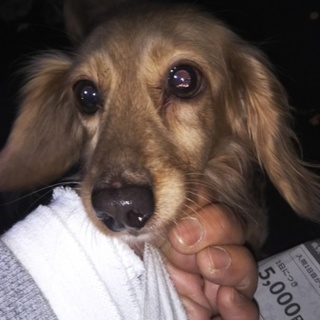 繁殖リタイア犬ミニチュアダックスフンド