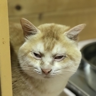 人の膝の上が大好きな甘えたさんです^ ^