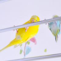 ポピー
