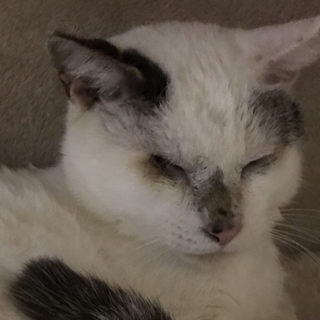 撫でられたり抱っこされるのが好きな子です