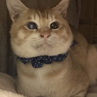 女の子のような顔立ちをした可愛い男の子です