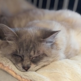 控えめだけど触られるのが好きな男の子です