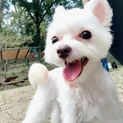 1歳のミックス犬