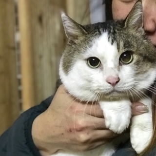 体格は大きいけど性格は穏やかな男の子です