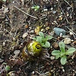 春遠からじ～オフ会のお誘い～