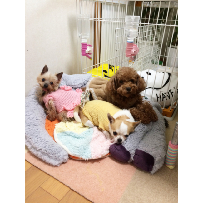 FairSupportTeam forわんDogのカバー写真