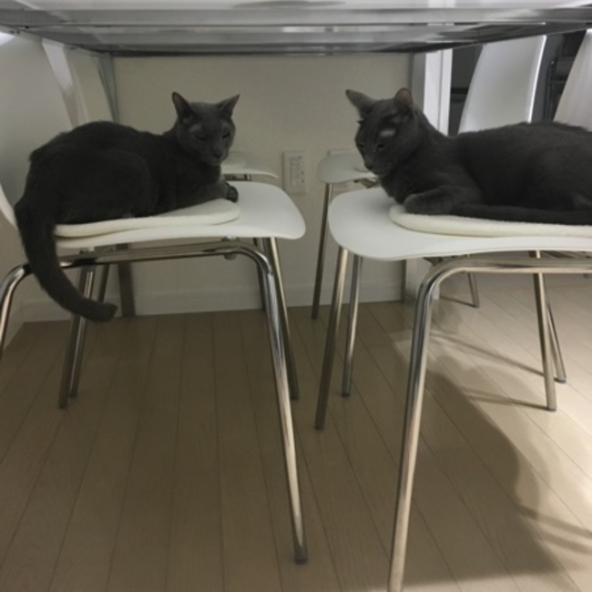 charamiruのカバー写真