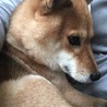 膝の上のかわいこちゃん。