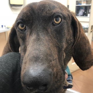 可愛いプロットハウンドの男の子。若いBOO君です