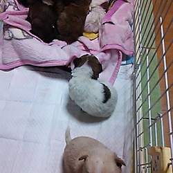 「野犬の多い山中で子犬たち発見～保護」サムネイル2