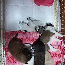 「野犬の多い山中で子犬たち発見～保護」サムネイル3