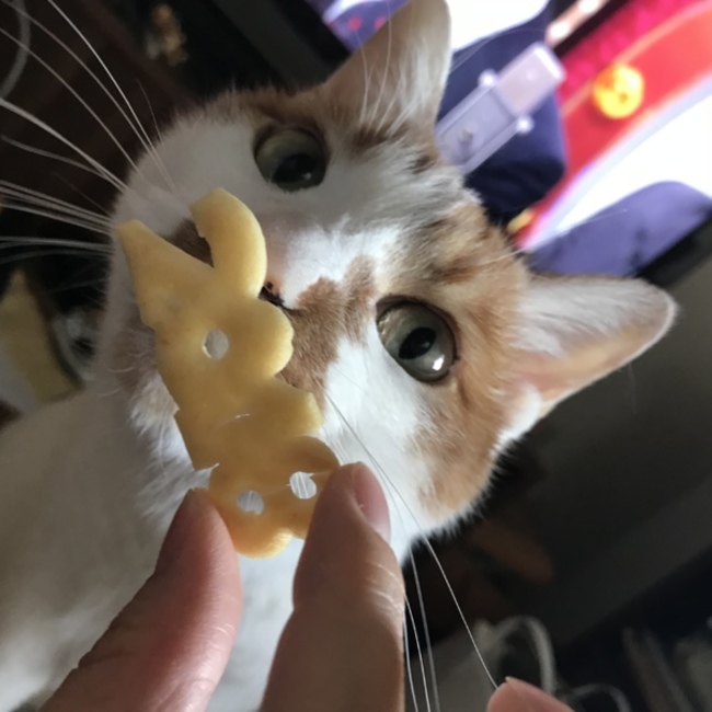 太田光希のカバー写真