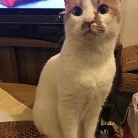 光（ヒカリ）