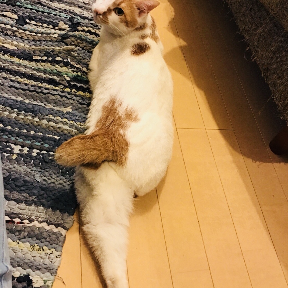 光（ヒカリ）のカバー写真