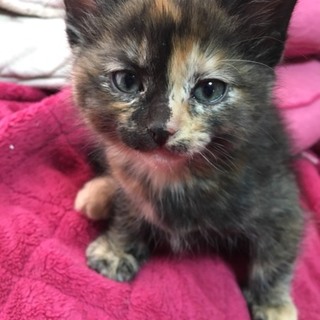 12月5日産まれ黒猫サビ猫兄妹