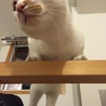 の写真