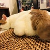 の写真