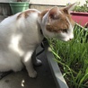 の写真