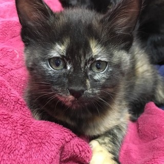 12月5日産まれ黒猫サビ猫兄妹２匹で