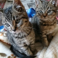 まみむめももも