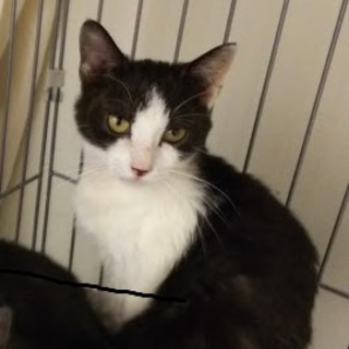☆収容期限あります！多頭収容猫　黒白女子☆