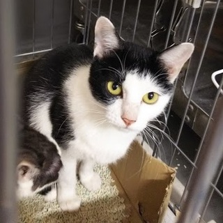 ☆収容期限あります！多頭収容猫　黒白猫☆