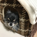 ぽっちゃりチワワの男の子