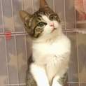 里親さん決まりました！美猫の『メルちゃん☆』
