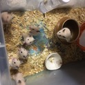 キンクマハムスターの里親さん募集！