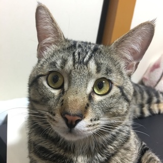 猫(オス、推定2歳、去勢済み)の里親を募集します