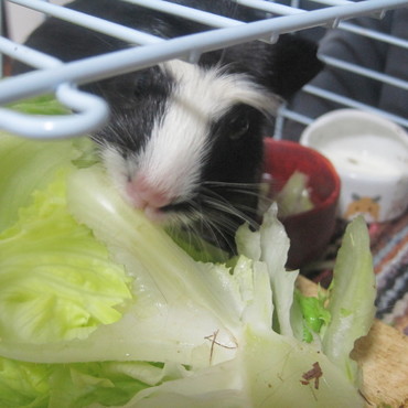 大きなレタスにかぶりつき