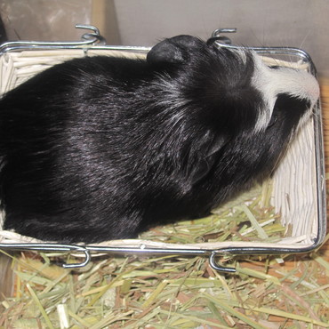 小さなかごにすっぽり