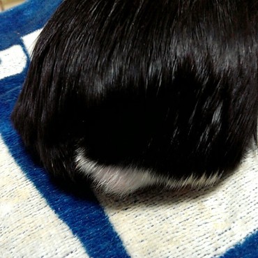 お尻がちょっとだけ白い