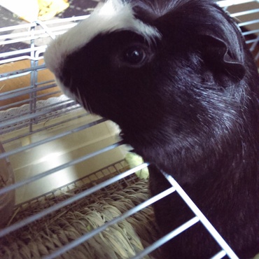 ひょこっと脱走