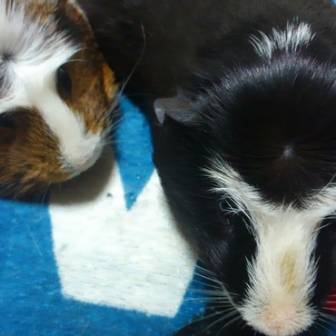 ママと同じサイズになりました