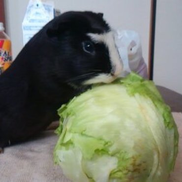 レタスまるごと