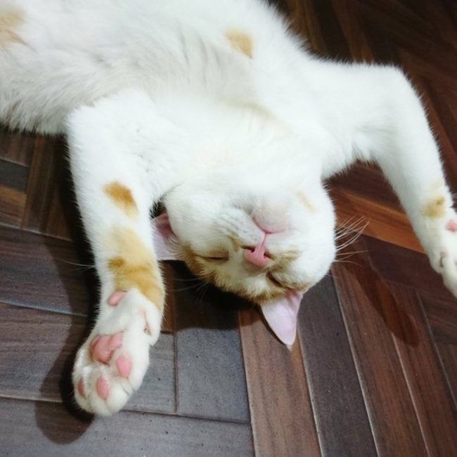 保護猫カフェ ネコリパブリック東京 中野のカバー写真