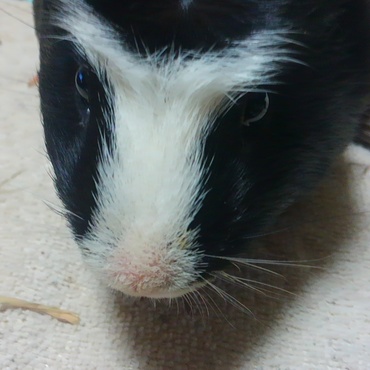 りりしいホワイトライン