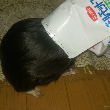 ペレットも、もっとちょうだい