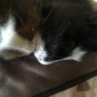 突然の死　安らかに