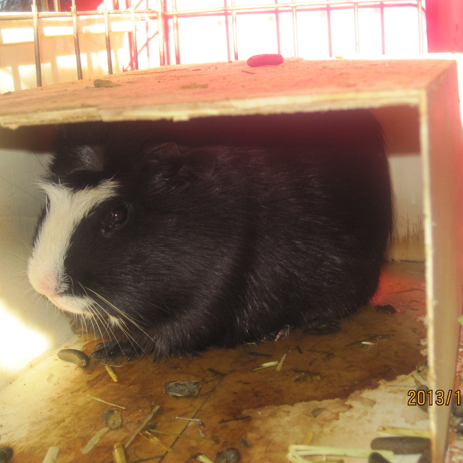 クロのカバー写真