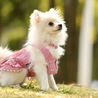 leys.a.dog(保護活動者)