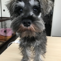 フィル